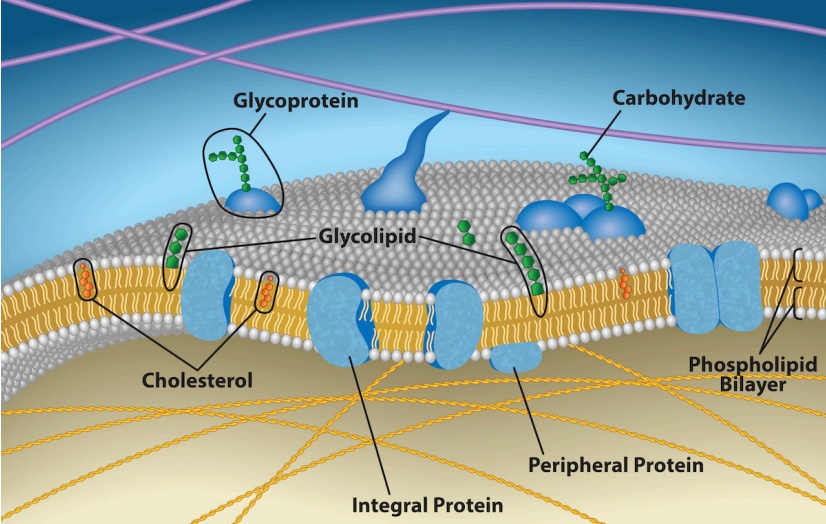 The fluid mosaic model diagram: a phospholipid bilayer with embedded integral and peripheral proteins, cholesterol, and carbohydrate chains on the outer surface.