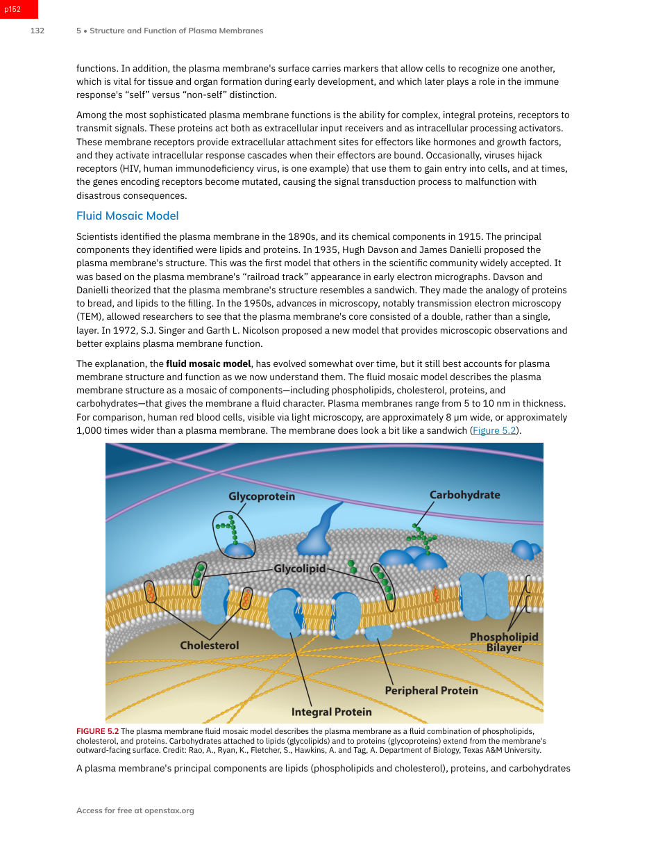 A biology textbook page showing the labeled fluid mosaic model of the plasma membrane: a phospholipid bilayer with embedded proteins, cholesterol, and carbohydrate chains, surrounded by body text.